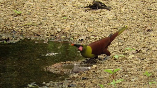 amazonoropendola - ML201769491