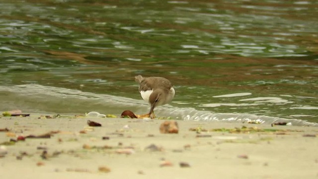 Spotted Sandpiper - ML201769501