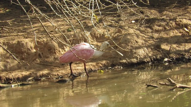 Roseate Spoonbill - ML201769551