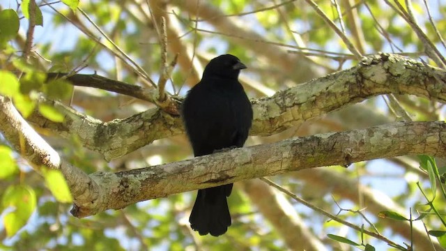 Screaming Cowbird - ML201769561