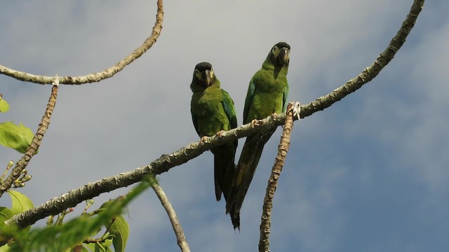 Yellow-collared Macaw - ML201769571