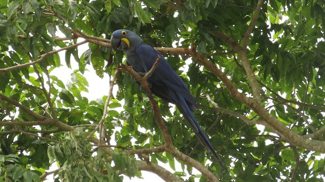 Hyacinth Macaw - ML201769581