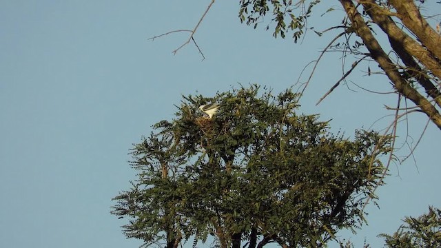 White-tailed Kite - ML201769621