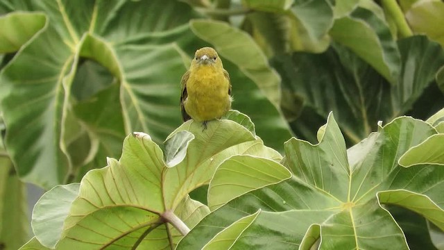 Hepatic Tanager (Highland) - ML201769651