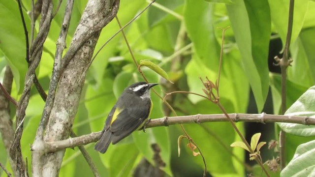 Bananaquit (Continental) - ML201769671