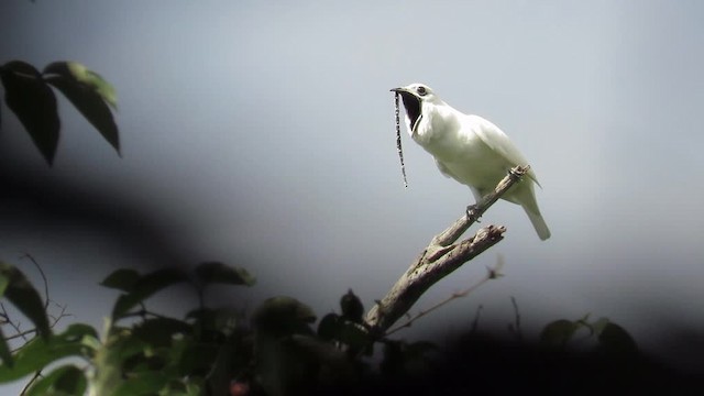 White Bellbird - ML201769741