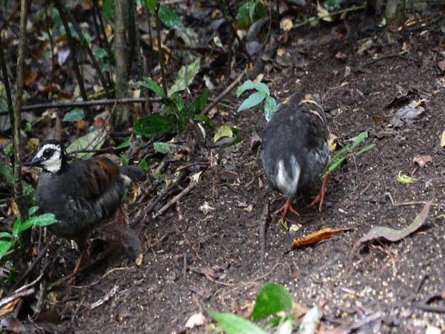 Gray-breasted Partridge - ML201769751