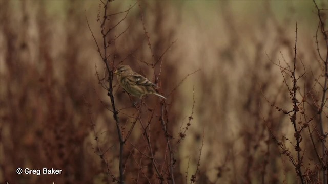 Fanello nordico - ML201769771