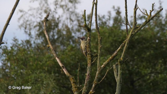 Eurasian Green Woodpecker (Eurasian) - ML201769801