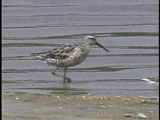 Stilt Sandpiper - ML201770031