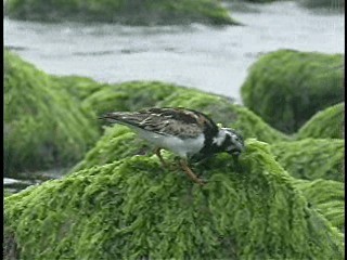 Ruddy Turnstone - ML201770091