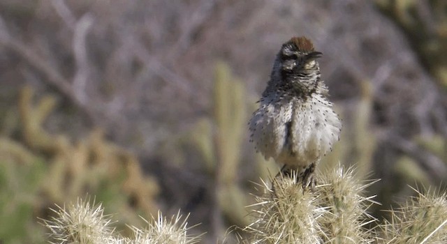 Cactus Wren (brunneicapillus Group) - ML201770531