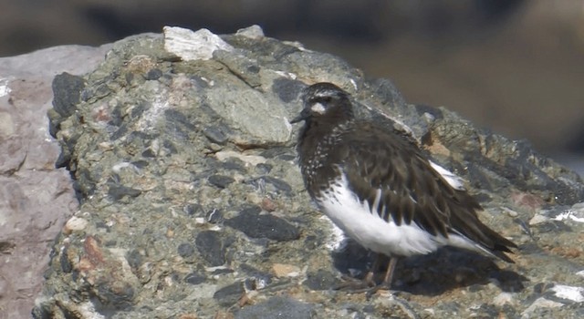 Black Turnstone - ML201770551