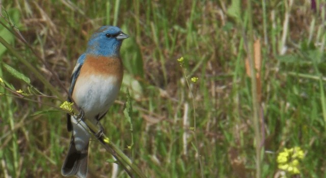 Lazuli Bunting - ML201770981
