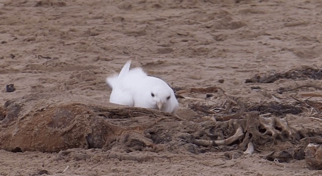 Mouette blanche - ML201771021