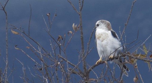 White-tailed Kite - ML201771041