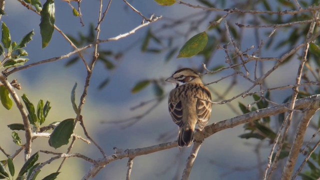 Lark Sparrow - ML201771411