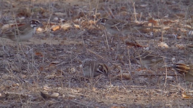 Lark Sparrow - ML201771421