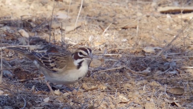 Lark Sparrow - ML201771431