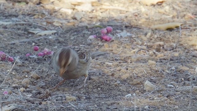 ミヤマシトド（pugetensis） - ML201771461