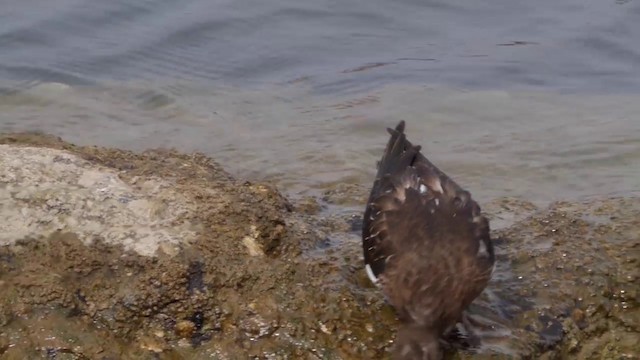 Black Turnstone - ML201771641