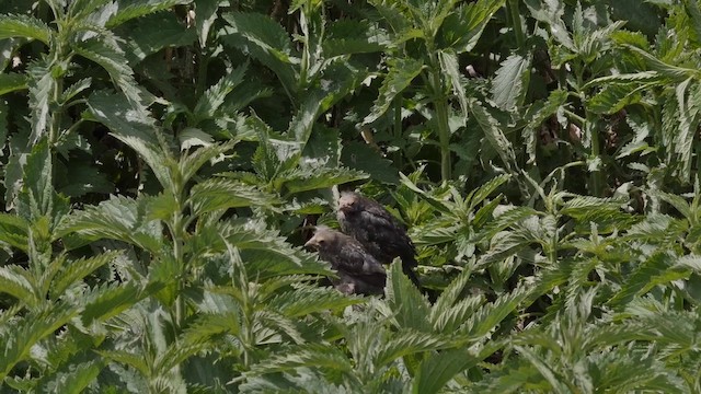 Tricolored Blackbird - ML201771731