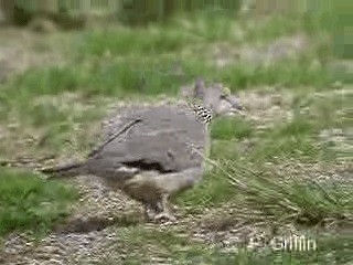 珠頸斑鳩(chinensis/tigrina) - ML201771781
