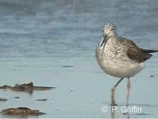 Үхэр хөгчүү - ML201771791