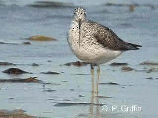 Үхэр хөгчүү - ML201771801