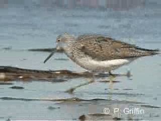 Common Greenshank - ML201771811