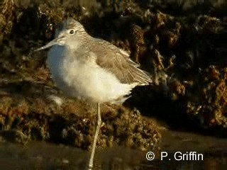 Common Greenshank - ML201771821