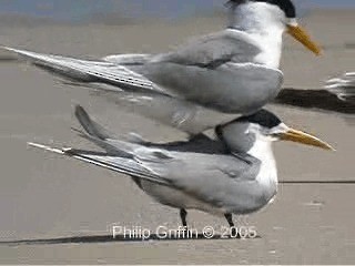 Great Crested Tern - ML201771851