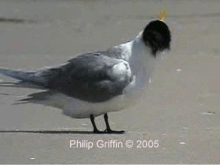 Great Crested Tern - ML201771861