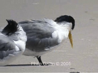 Great Crested Tern - ML201771871