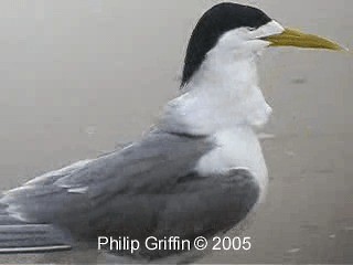 Great Crested Tern - ML201771901