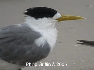 Great Crested Tern - ML201771911