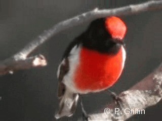 Red-capped Robin - ML201771921