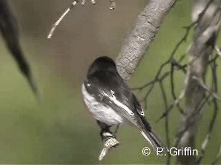 Red-capped Robin - ML201771931