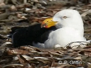 Pacific Gull - ML201771941