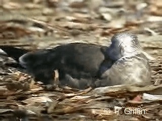 Большеклювая чайка - ML201771951