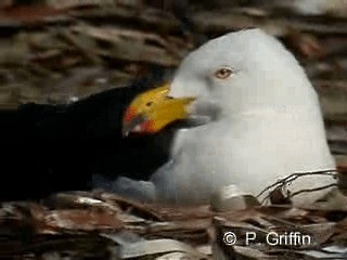 Pacific Gull - ML201771961