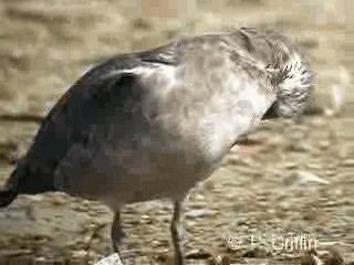 Pacific Gull - ML201771971