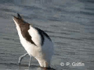 Red-necked Avocet - ML201772031