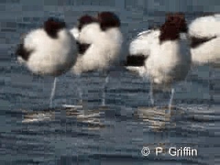 Avoceta Australiana - ML201772041