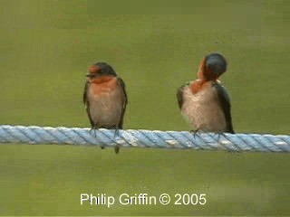Pacific Swallow - ML201772061
