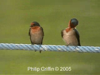 Pacific Swallow (Pacific) - ML201772061