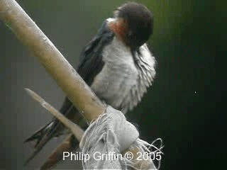 Pacific Swallow - ML201772081