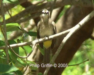 Yellow-vented Bulbul - ML201772141