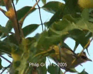 Yellow-vented Bulbul - ML201772151