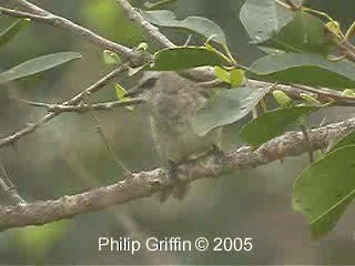 Yellow-vented Bulbul - ML201772161